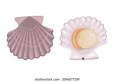 Scallop on white background, seafood. Vector illustration.