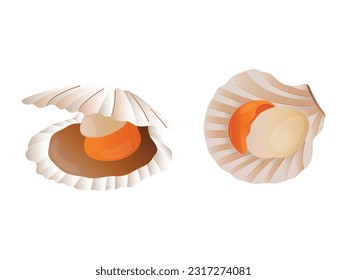 Scallop auf weißem Hintergrund, Meeresfrüchte. Vektorgrafik. Scallop Meeresfrüchte im flachen Design, handgezeichnet Vektorgrafik einzeln auf weißem Hintergrund. Reihe von Muscheln oder Muscheln