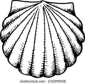 Scallop auf weißem Hintergrund. Vektor monochrome Illustration. Die Aussicht von oben.