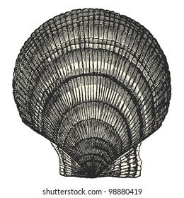 scallop (Pecten Islandus) - vintage engraved illustration - "Dictionnaire encyclopÃ?Â©dique universel illustrÃ?Â©" By Jules Trousset - 1891 Paris