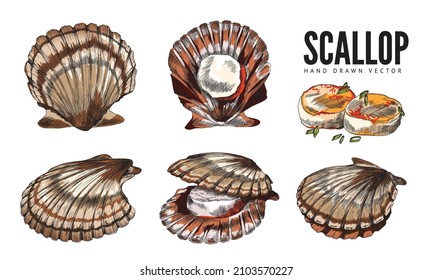 Scallop-Meeresfrüchte im farbigen Skizzenstil, handgezeichnete Vektorgrafik einzeln auf weißem Hintergrund. Reihe von Muscheln oder Muscheln. Restaurant mit Meeresfrüchten, Café oder Boutique-Design.