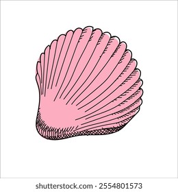 
Scallop sea shell in pink color. Hand drawn sketch of saltwater clam. Illustrations isolated on white background. Vector doodle conch. Sketch style. Element for summer. 