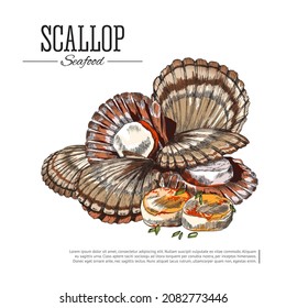 Scallop Seafood Colored Sketch Vector Illustration. Japanese Cuisine, Shellfish Food Vintage Drawing For Package Or Menu Design.