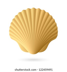 Scallop seashell. Vector.