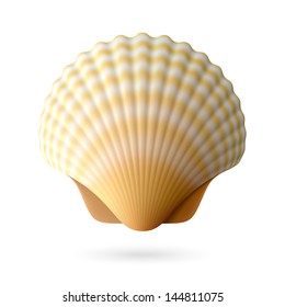 Scallop seashell. Vector.