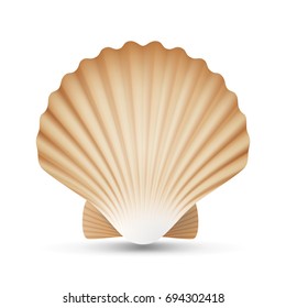 Scallop Seashell Vector. Beauty Exotic Souvenir Scallops Shell Isolated On White Background Illustration