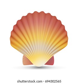 Scallop Seashell Vector. Ocean Mollusk Sea Shell Close Up. Isolated. Illustration