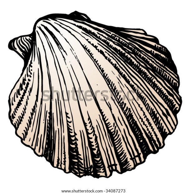 Scallop Shell Stock Vector (Royalty Free) 34087273