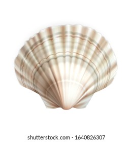 Scallop Shell Decorative Ocean Mollusk Vector. Natural Scallop Cockleshell Fish Exotic Food And Travel Souvenir. Restaurant Culinary Delicacy Seafood Concept Layout Realistic 3d Illustration