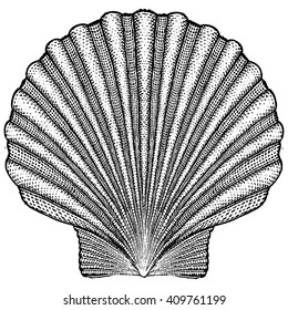 Scallop Shell Illustration