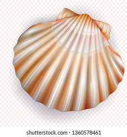 Scallop shell mollusk on a transparent background. Only vector mesh illustration
