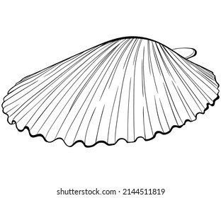 Scallop shell side view. Vector hand drawn line art illustration isolated on white. Element for design seafood shop or menu, decor, label. Suitable for coloring book page. Sketch close up illustration