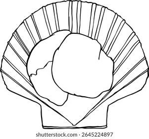 Esboço de concha vieira no estilo de doodle desenhado à mão brincalhão para páginas de receitas etiquetas de presente de frutos do mar livros culinários e design de menu gourmet Ilustração vetorial