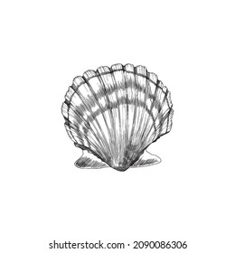 Vieira o concha en estilo de esbozo con grabado, ilustración vectorial aislada en fondo blanco. Ingredientes de mariscos y habitantes de la vida marina submarina.