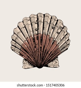 Scallop shell vector detailed hand drawn illustration