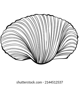 Scallop shell. Vector hand drawn line art illustration isolated on white. Element for design seafood shop or menu, decor, label. Suitable for coloring book page. Sketch close up illustration