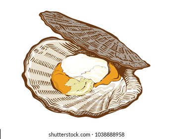 Scallop shell vector seafood