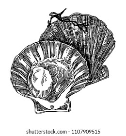 Scallop. Sketch. Engraving style. Vector illustration.