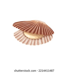 Scallop vector illustration. Cartoon isolated raw seashell with open shells from sea or ocean, bivalve mollusk and underwater marine animal, luxury food ingredient and seafood product of gourmet menu