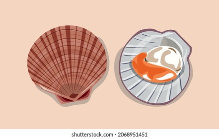 Ilustración vectorial de vieira, ideal para materiales didácticos, afiches y otros proyectos de diseño.