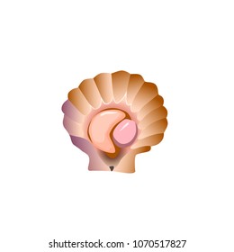Scallop vector illustration. Isolated object on white background. Seafood product, restaurant menu. Hand drawn painting.
