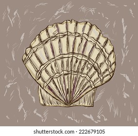 Scallop. Vector illustration of sea shell.