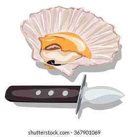 Scallop vector image isolated on white background