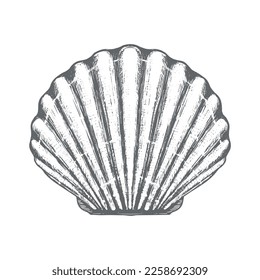 Scallop vector sketch in engraving style