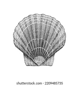 Scallop, vector sketch. Hand drawn illustration of shell in engraving style.