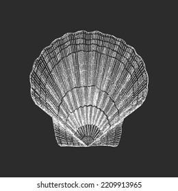 Scallop, vector sketch. Hand drawn illustration of shell in engraving style.