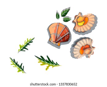 Scallops with arugula on a white background. Drawn by hand. Isolated, color and contour illustration.
