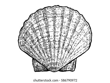 Scallops, clam, shell  illustration, drawing, engraving, ink, realistic, vector