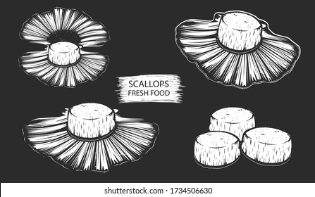 Scallops isolated vector illustration. Clams seafood background. Scallops with shells.