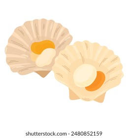 Scallops. Open sea scallop delicacy, seafood. Gourmet appetizer. Delicious raw seafood delicatessen. Flat vector illustration isolated on white background