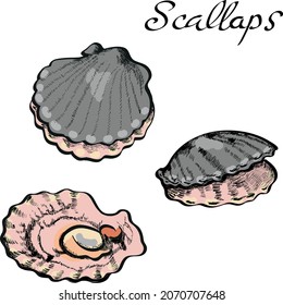 Scallops, sea food, vector hand drawn illustration isolated on bright background. Concept for logo, cards, icon, menu