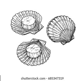 Scallops set. Seafood ink sketch. Isolated on white background. Hand drawn vector illustration. Retro style.