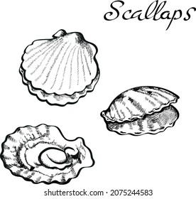 Scallops, shells food , sea food, hand darwn vector isoalted on bright background. Concept for log, menu, cards