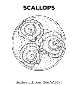 Esboço de vieiras. Ilustração de vetor desenhada à mão. Gastropub, gastrobar, comida de pub. Elemento de design detalhado. Vista superior.