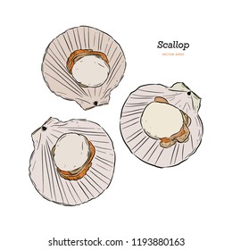 Scallops vector illustration in hand drawn sketch style.
