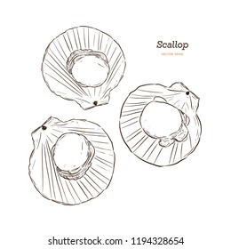 Scallops vector illustration in hand drawn sketch style.