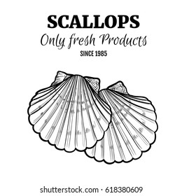 Scallops vector illustration in hand drawn sketch style isolated on white background. Seafood product design.