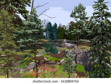 Scandinavian landscape with coniferous forest in the rocky fields. Vector natural illustration