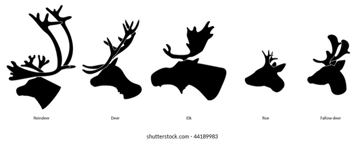The Scandinavian species of deer.
