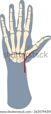 scaphoid artery refers to the small vascular branches that supply the scaphoid bone in the wrist, primarily from radial art supplying to its proximal pole, making it vulnerable to avascular necrosis