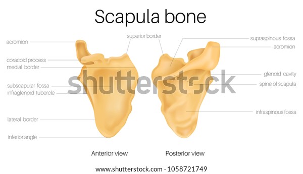 left scapula posterior view