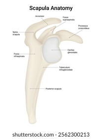 Scapula Bone Structure Lateral View