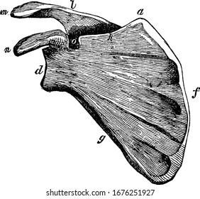 Scapula. Etiquetas: a, ángulo superior; d, la cavidad del glenoide o el enchufe para la cabeza redonda del hueso del brazo; m, el proceso de aeromión; n, el proceso caracoide, que sirve para proteger la articulación
