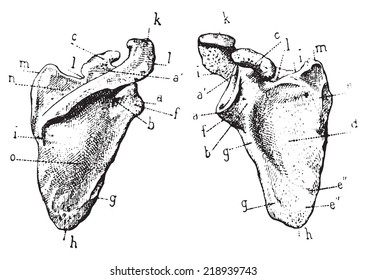 Scapula or Shoulder blade, vintage engraved illustration. Dictionary of words and things - Larive and Fleury - 1895.
