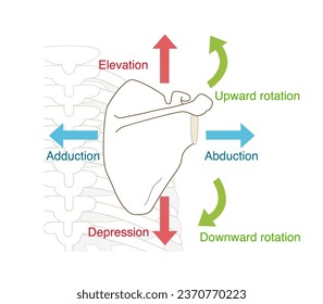 Scapular movement and direction illustration