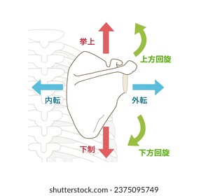 Scapular movement and direction ;Translate Elevation,Depression,
Retraction (Adduction),Protraction (Abduction)